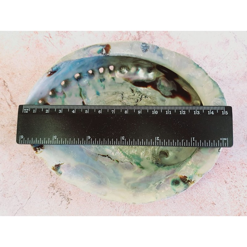 Abalone Shell Large 14-17cm Naturally Beautiful