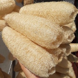 10 Pcs (7 – 10 Inches) Shower Loofah Exfoliating Body Scrubber | Natural Loofah Sponge | Bath for Loofah for Men and Women | Pack of 10
