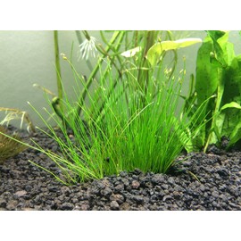 Foreground Potted Live Aquarium Plants | Freshwater Aquatic Plants for Aquariums (Potted Dwarf Hairgrass)