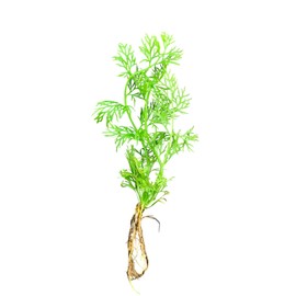 x1 Water Sprite Lace Leaf Live Aquarium Plant - Buy2get1