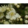 live plant Two plants 2-3 year old Washington hawthorn (Crataegus