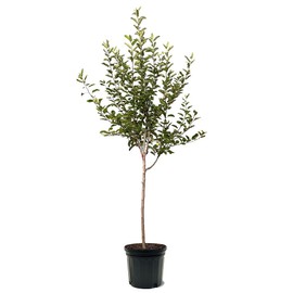 Arkansas Black Apple Tree, Dark Burgundy Color, Crisp Tart Taste, 3-4 ft Tree Height, 7 gal Nursery Pot (Due to Agricultural Laws, we Cannot Ship to CA, AZ, AK, or HI)