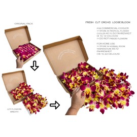 Miami Fresh Orchid Flower OrchidClub USA Sunne Tropical Loose Bloom DIY Lei Food Drink Decoration (50 Yellow)