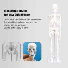 Anatomical Model of the Human Skeleton, 45 cm Large Mini Skeleton Model, PVC Bone Structure of the Human Body with Movable Arms, Legs and Stand