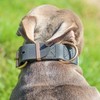 Bully Billows 5cm Pin Billowthane® Dog Collar - Waterproof, Anti-Rust,