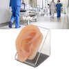 Modelo de Oreja de Silicona, para Práctica de Acupuntura y