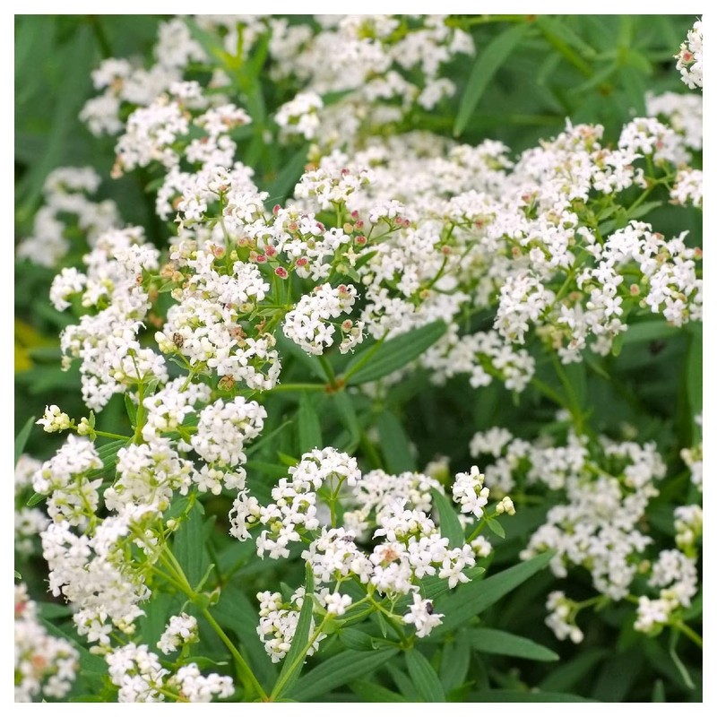 Everwilde Farms - 250 Northern Bedstraw Native Wildflower Seeds -