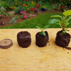 Plant Starter Pellets 36mm x 20 Made With Coco Coir Wrapped in FSC Paper | In Plastic Free Packaging | 100% Natural Coconut Fibre Growing Medium | Easy to Use Compressed Soil Pellets
