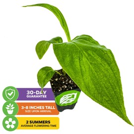 White Bat Live Flowering Plant (Tacca integrifolia) by Wellspring Gardens – Exotic Indoor or Outdoor Starter Plant with Stunning White Petals, Unique Bat-Like Blooms, and Long Whisker-Like Strands