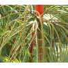 Buy Rare Seeds Cyrtostachys renda | Red Sealing Wax &