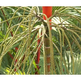 Buy Rare Seeds Cyrtostachys renda | Red Sealing Wax & Lipstick Palm | 10_Seeds