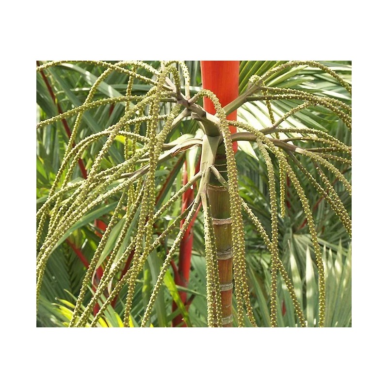 Buy Rare Seeds Cyrtostachys renda | Red Sealing Wax &