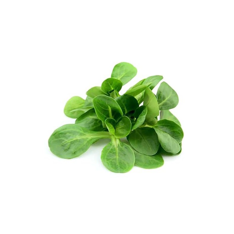 Mache Lettuce - Delicious Verte de Cambrai - Small Leaf