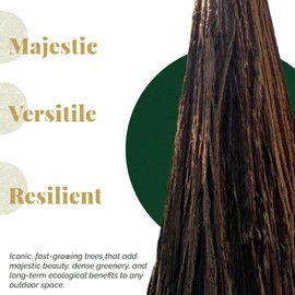 2 Coastal Redwood Trees – Live Plants – Sequoia sempervirens – Thriving in 3” Deep Nursery Cubes – 10-12” Tall, Fast-Growing & Majestic Evergreen