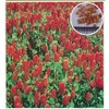 Crimson Clover Kunai 17.6 oz (500 g)