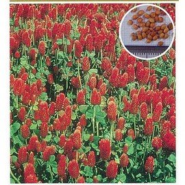 Crimson Clover Kunai 17.6 oz (500 g)