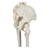 Buddy the Budget Skeleton-1021930 - Human Skeleton Anatomical Model -