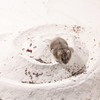 BUCATSTATE Hamster Bath Sand, 6.6LB Potty Litter Sand | Odor