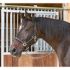 Covalliero Halfter Mustang, Cavezza per Cavalli, Nero/Argento, Poliammide, Full, Taglia