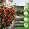 200+ Red Climbing Rose Seeds for Planting Outdoors Ornamental Climbing