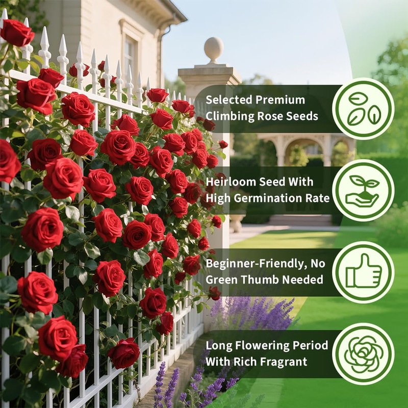 200+ Red Climbing Rose Seeds for Planting Outdoors Ornamental Climbing