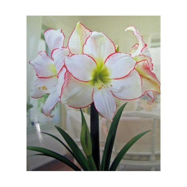 Amaryllis Picotee Healthy Bulb 28-30cm! Great Holiday Gift! Easy Grow