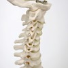 3B Scientific Human Anatomy - Mini Spine Model on Tripod