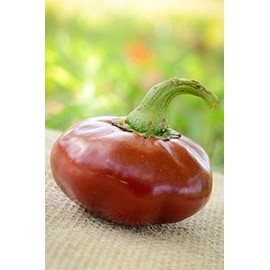 Nora Basque Heirloom Pepper Premium Seeds for Planting Packet + More