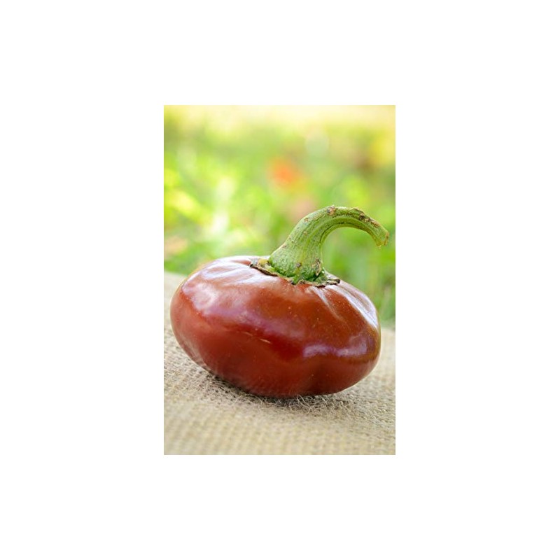 Nora Basque Heirloom Pepper Premium Seeds for Planting Packet +
