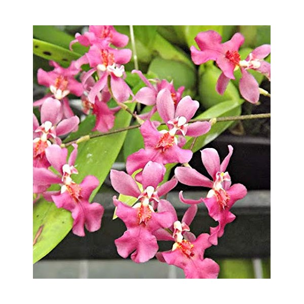 Orchid Insanity -Onc. Twinkle 'Pink Profusion' - Fragrant Blooms Easy