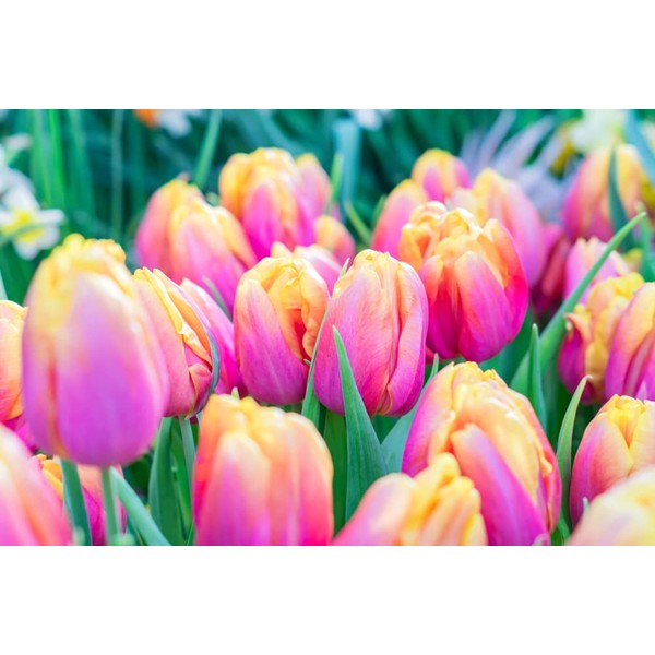 10 Pink Passion Tulip Bulbs for Planting - Easy to