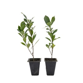 2 Indian Laurel Figs – Live Ficus Nitida Plant – Hardy Evergreen Tree in 2.5” Nursery Cubes – Fast-Growing & Highly Adaptable for Hedges, Screens & Shade
