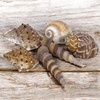 MIJOMA Decorative Shell Set - Natural Shells for Creative Decoration
