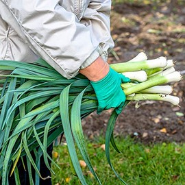 Leek Seeds - Carantan - 5 Lb ~880,000 Seeds - Allium porrum - Farm & Garden Vegetable Gardening & Microgreens Seeds - Non-GMO, Heirloom, Open Pollinated, Annual