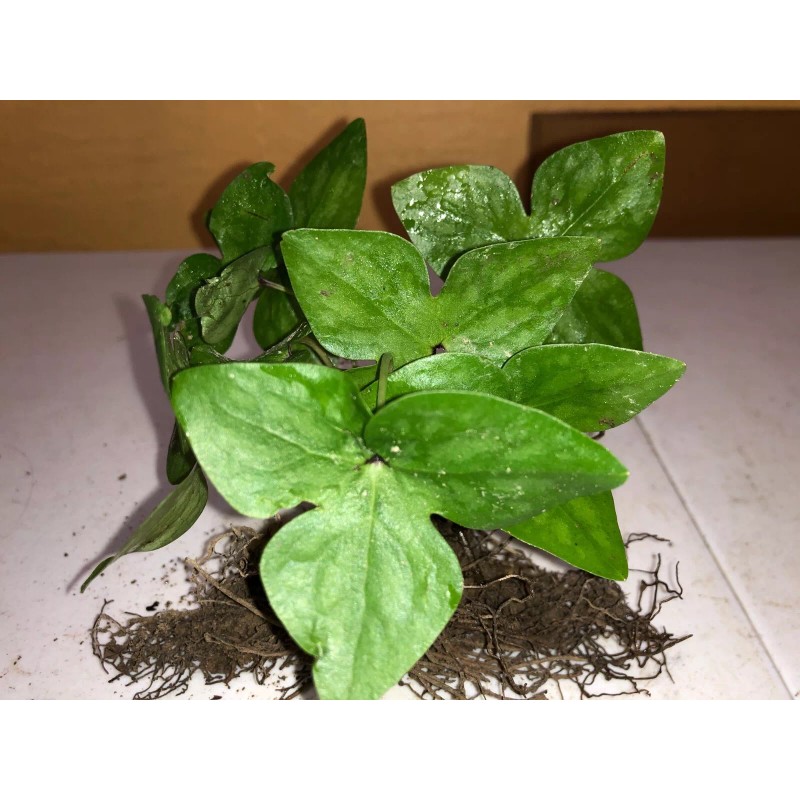 Pretty Little Orchids (3) Sharped-Lobed Hepatica (Hepatica Acutrloba)