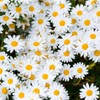 Alteya Organic Oil Real Chamomile - 10ml - 100% USDA