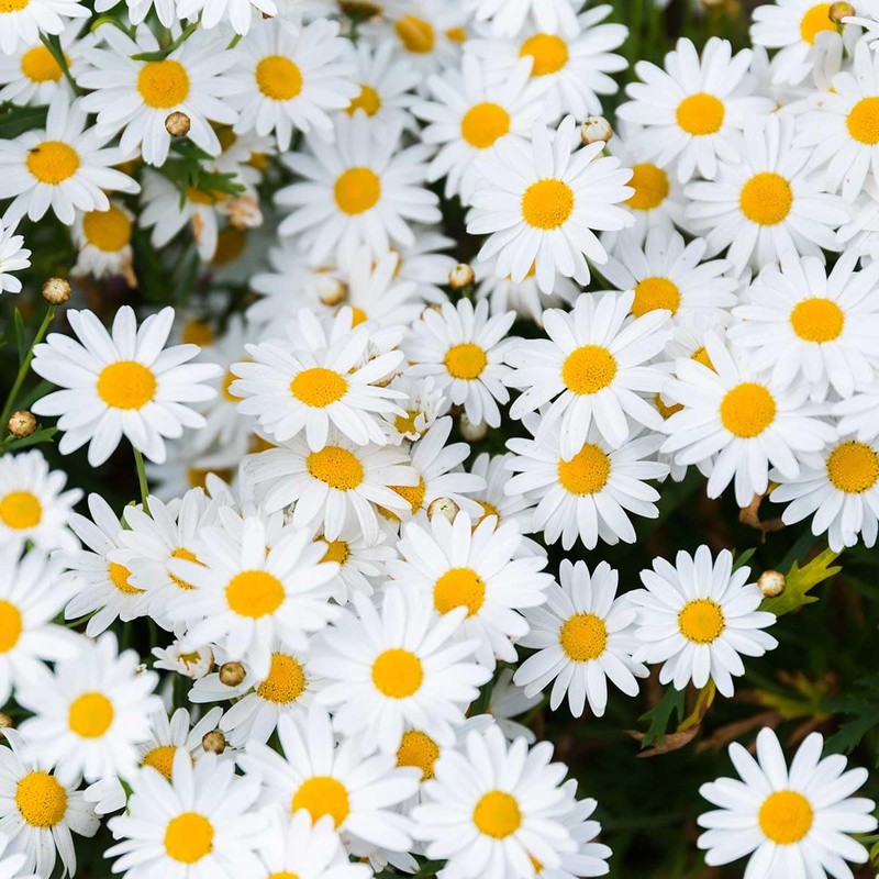 Alteya Organic Oil Real Chamomile - 10ml - 100% USDA
