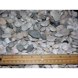 Bivalve clam fossils Madagascar 1.5-0.5 inch 5 pounds 150 plus fossils