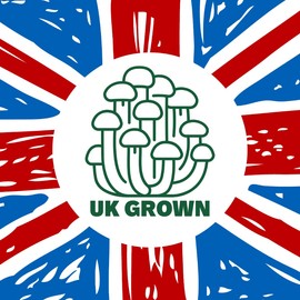 Freshly Fermented - Organic Cordyceps Powder - UK Grown