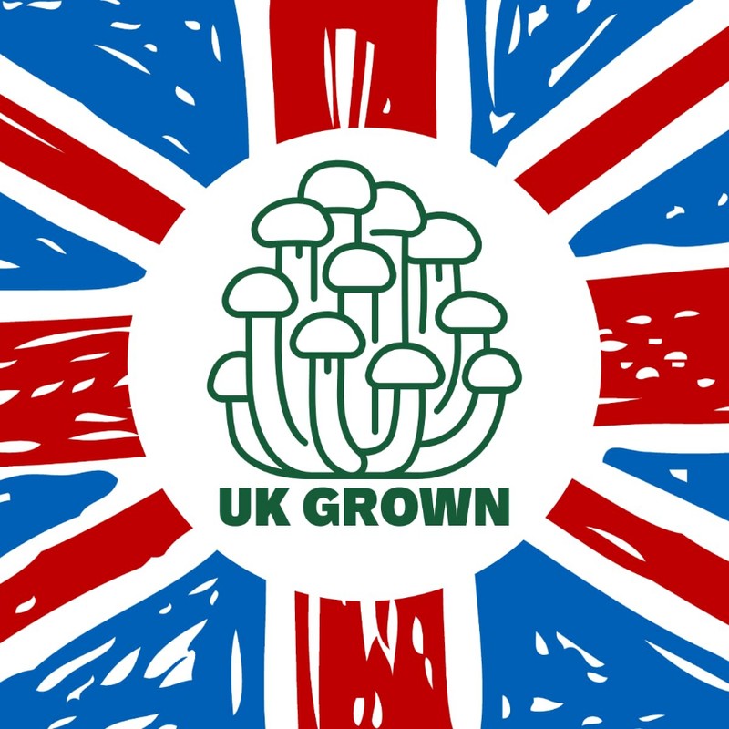 Freshly Fermented - Organic Cordyceps Powder - UK Grown