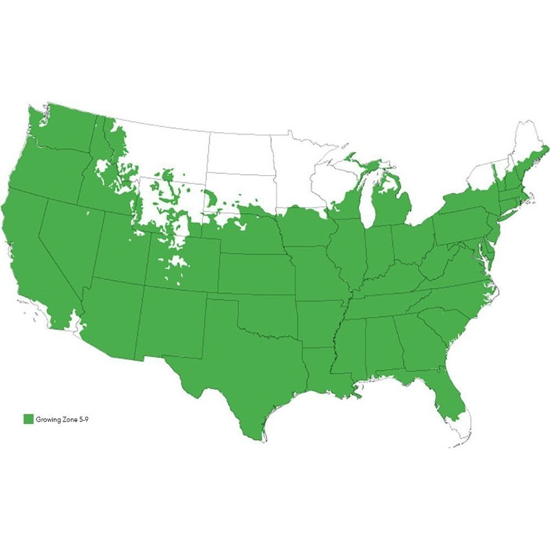 Sky Pencil Holly - Size: 1-2 FT, Live Plant, Includes