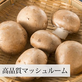 Shokusei Sha Mushroom Extract Powder, 24.3 oz (700 g) x 5, Supplement Powder, Mushroom