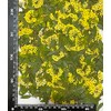 HANDI-KAFU Yellow Narcissus with Stem Real Natural Dried Pressed Flowers