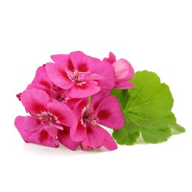 US Organic 100% Pure Geranium Essential Oil - USDA Certified Organic, Steam Distilled - W/Euro droppers (More Size Variations Available) (30 ml / 1 fl oz)