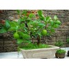 CZ Grain Dwarf Lime Bonsai Tree Seeds For Planting -