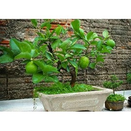 CZ Grain Dwarf Lime Bonsai Tree Seeds For Planting - 20+ Seeds - Ships From Iow