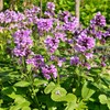Outsidepride Lamb's Ear Macrantha Flower Seed - 100 Seeds