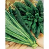 Mr Fothergill's 14928 Vegetable Seeds, Kale Nero Di Toscana