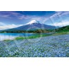1000 Piece Jigsaw Puzzle Nemophila Blooming Fuji - Yamanashi (50