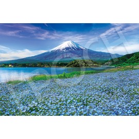 1000 Piece Jigsaw Puzzle Nemophila Blooming Fuji - Yamanashi (50 x 75 cm)